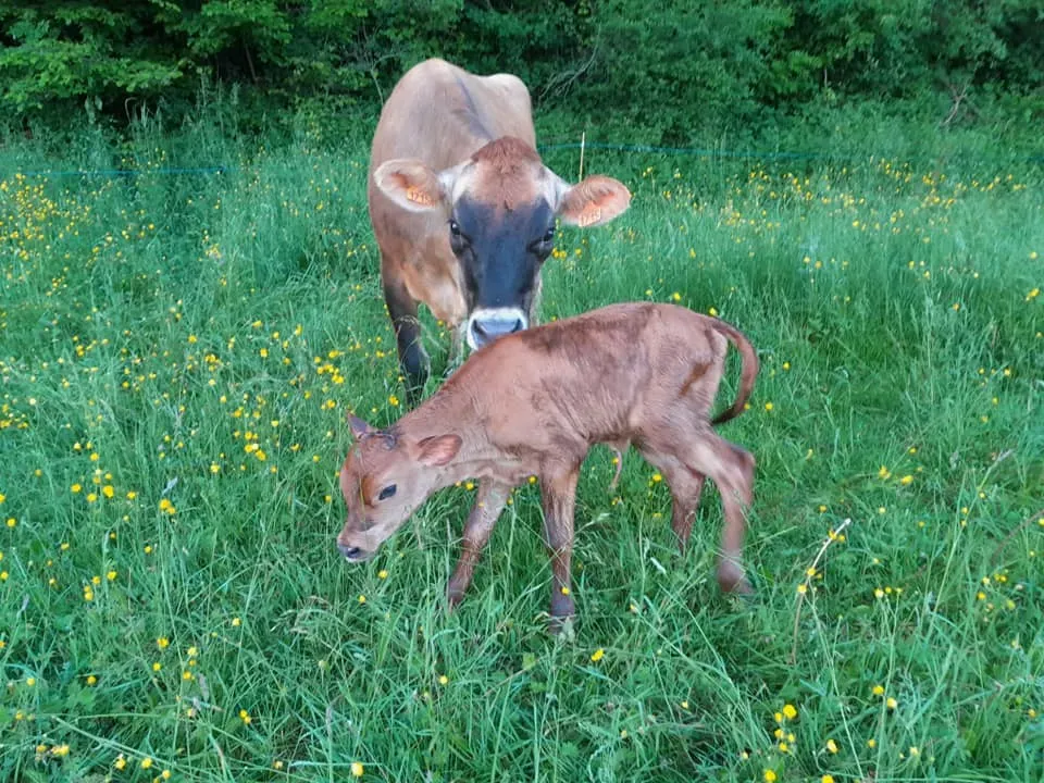 Les animaux de la Ferme des Cabrotins (6)