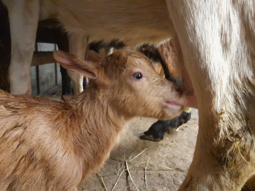 Les animaux de la Ferme des Cabrotins (1)