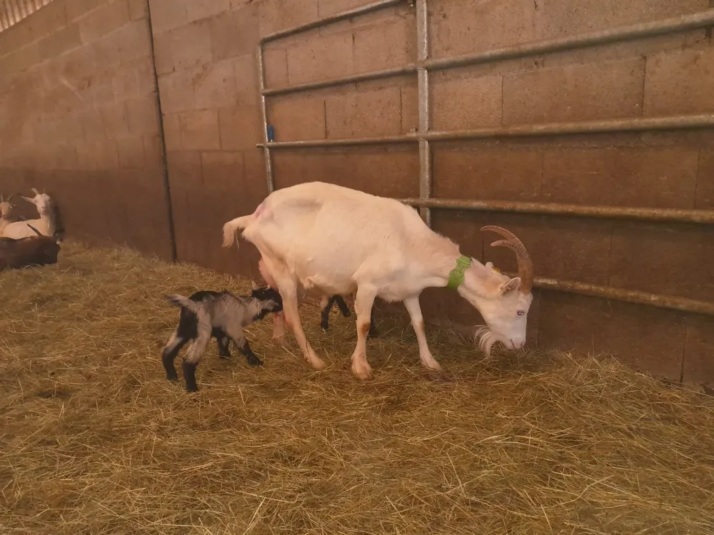 Les animaux de la Ferme des Cabrotins (10)