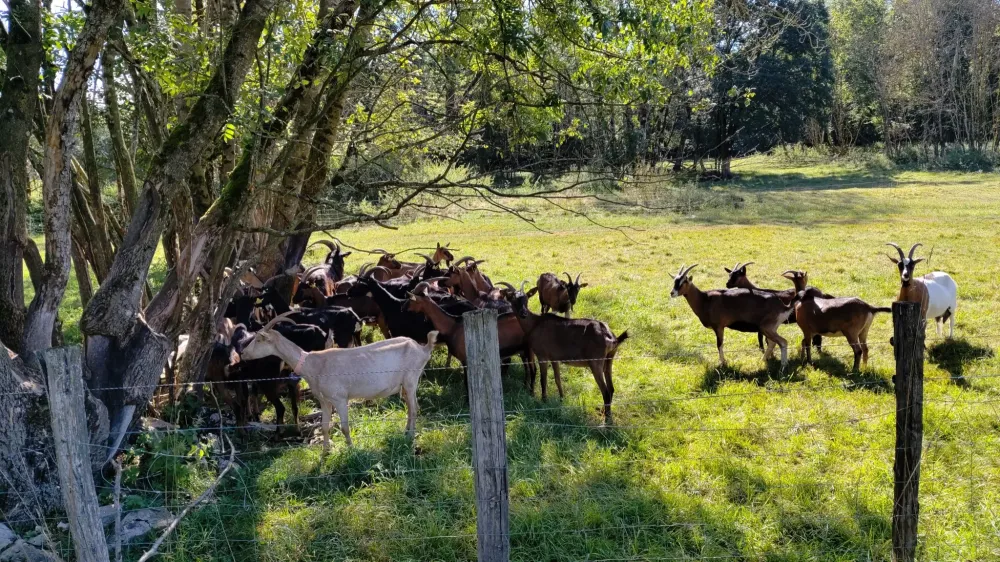 Les animaux de la Ferme des Cabrotins (2)