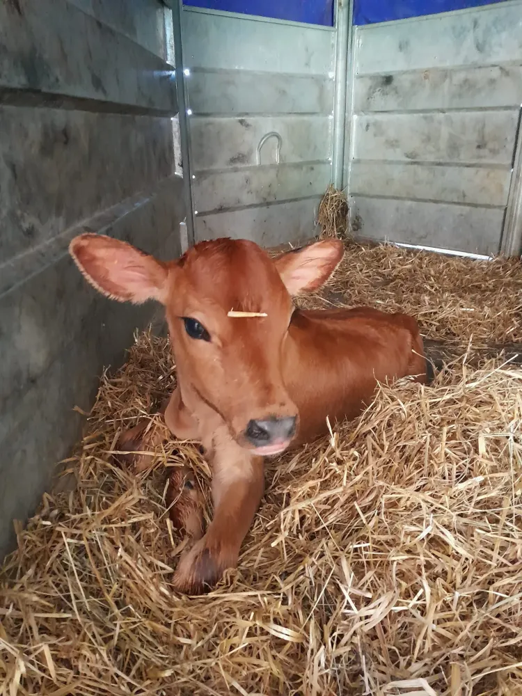 Les animaux de la Ferme des Cabrotins (5)