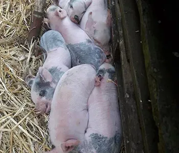 cochons assoupis
