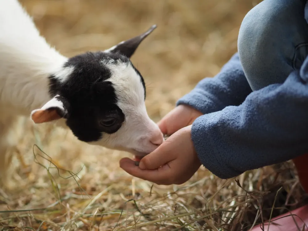 visite à la ferme à La Chailleuse
